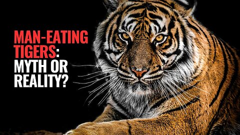 Man-Eating Tigers: Myth or Reality?
