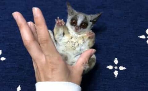 Ce bébé galago va vous faire fondre!