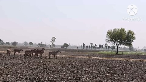 Nilgai running