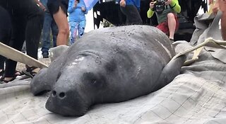 Rescued manatee released