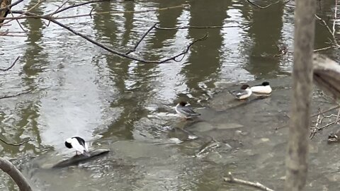 Bufflehead Ducks taking a break