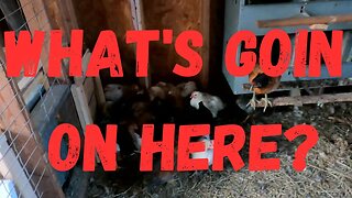 Chicken Chat: Chicks Filling The Coop And More