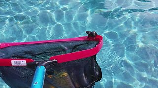 Man saves tiny mouse from drowning in swimming pool
