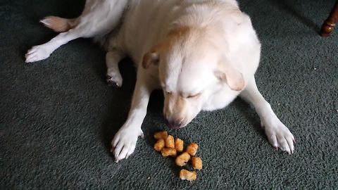 Guilty Dog Hides Tator Tots