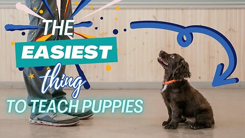Easiest Thing To Teach Your Puppy - Sit