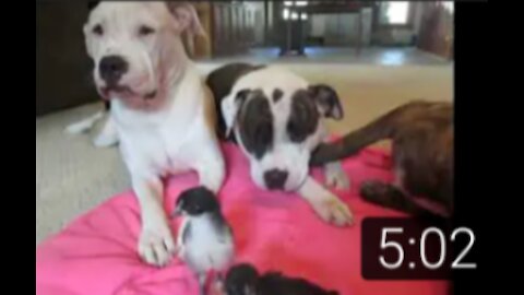 How To Introduce A Puppy Early To Chickens/Livestock.