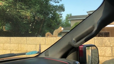 Hilarious squirrel sighting