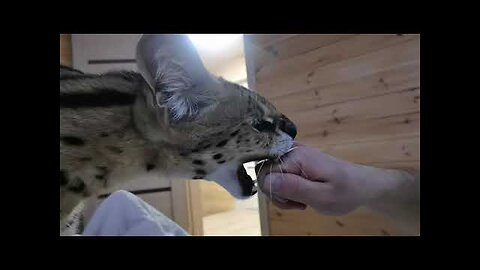 Serval gets angry and throws Dad out