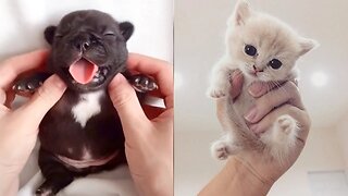 Animais bebês fofos - Vídeos de Compilação de Momentos Fofos Dos Animais - Animais mais fofos