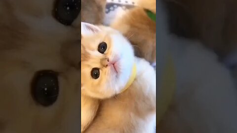 Kitten oyen #short #kucingmeong #catcutevideo #kucingimut