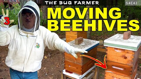 Condensing and Moving Beehives | Winter preparation #beekeeping #bees