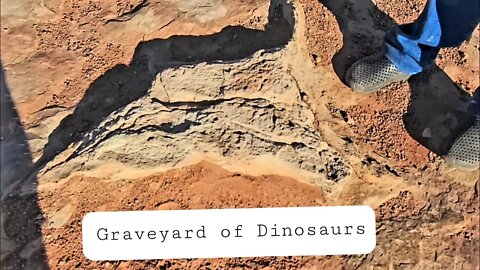 Gigantic Bones, Graveyard of Dinosaurs & Massive Fossilized Prints, On Scene, Tuba City AZ