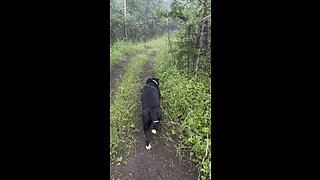 Bird chirping woods dog