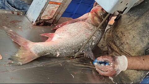 Giant Bridget Fish Cutting Skills Live In Fish Market l Amazing Fish Cutting Skills