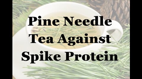 Pine Needle Tea Against Spike Protein