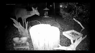 Deer and Raccoon Eating Together at Night