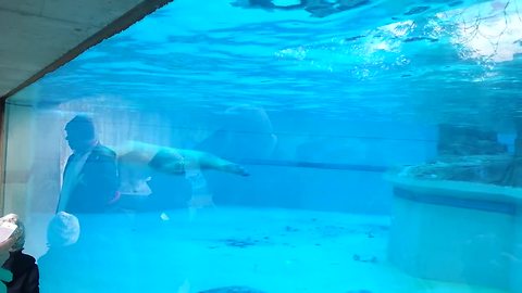Polar bear majestically swims at the zoo