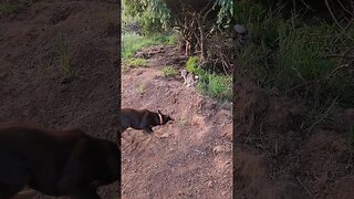 Quick Kelpie v Tough Farm Cat #farmlife #kelpie #ballroomblitz