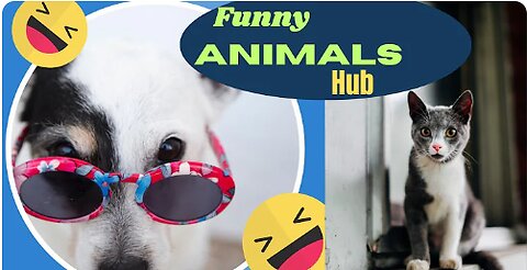 Funny animals 😄hub,funny animals club youtube, 🤣, funny animals dancing 💃😄, funny animals fighting 😄