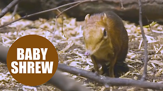 Newborn twin baby elephant shrews