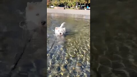 Westie Dog Swimming lesson #funny #dogs #westie