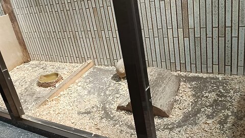 Southern Three-banded Armadillo at Ueno Zoo