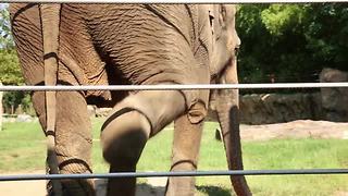 All about how to do an elephant health check | Rare Animals