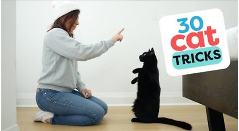 30 Tricks To Teach Your Cat #Cattranning