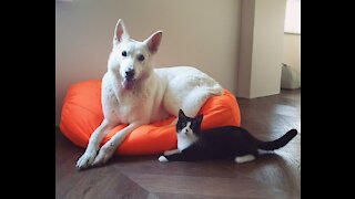 White Shepherd Playing With Kitty