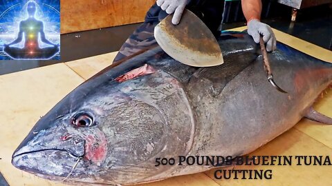 500 Pound Giant Bluefin Tuna Cutting