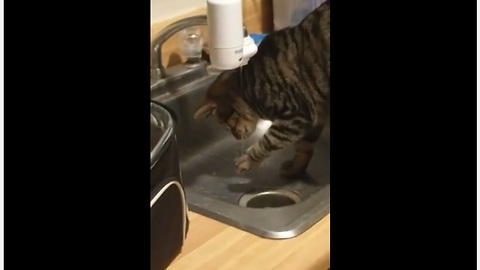 Cat drinking from faucet results in epic fail