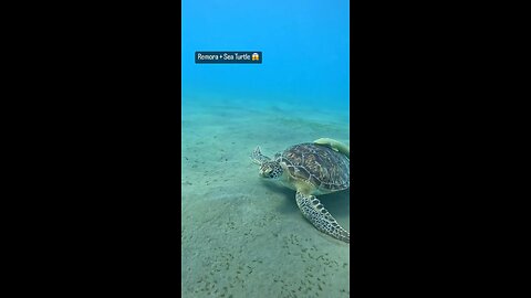 Remora & 🐢 green sea turtle…