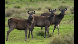 Road trip in Horton plains nation park