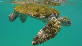 Syk skilpadde blir reddet fra havet av stående paddler