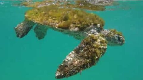 Syk skilpadde blir reddet fra havet av stående paddler