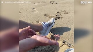 Ce chien creuse sur la plage, à la recherche de sa balle de sable