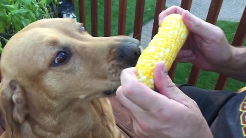 "World Record Corn On The Hob Eater Dog"