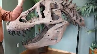 Glendive virtual dionosaur museum tour