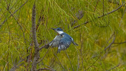 Belted Kingfisher, Sony A1/Sony Alpha1, 4k