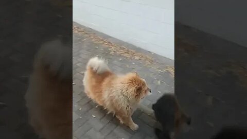 Chows playing outside