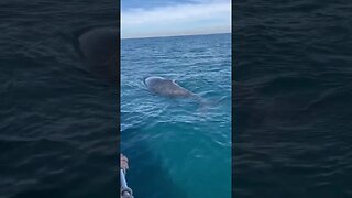 Vimos baleias jubartes de pertinho 😱😱😱 #jubarte #baleiajubarte
