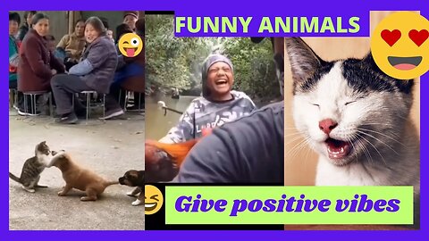 funny animals, Funny animals Hub, funny animals give positive vibes 😄✨#viral