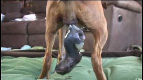 Dog Giving Birth While Standing- Sweetest thing