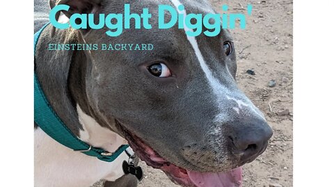 Yard Time. What keeps me busy in my yard. #einsteinsbackyard #pitbulls #arizona #dog #pitties