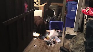 Man shoes off bear eating his garbage