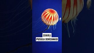 Pusula denizanası (Chrysaora hysoscella) son yıllarda sahillerde görülen zehirli bir türdür. #shorts