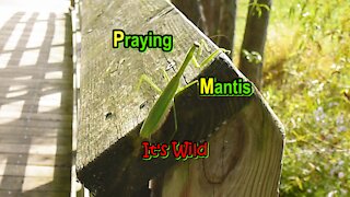 Praying Mantis - It's Wild