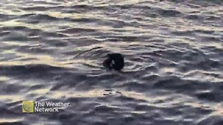 Seal floats near waters edge snacking on eel