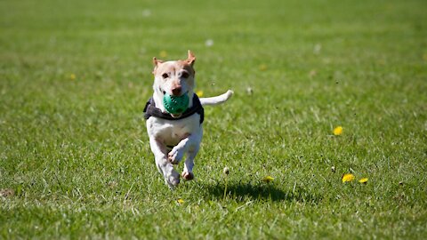 Brain Training for Dogs - Turn Your Dog into a Genius!!