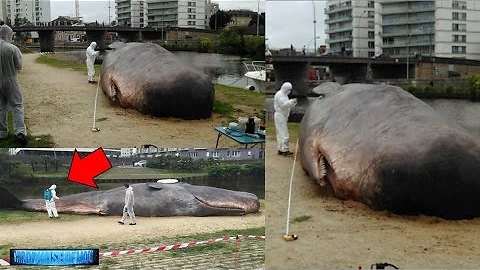 Whale Mysteriously Found Dropped In State Of Oklahoma, "City Park"- January 25, 2017